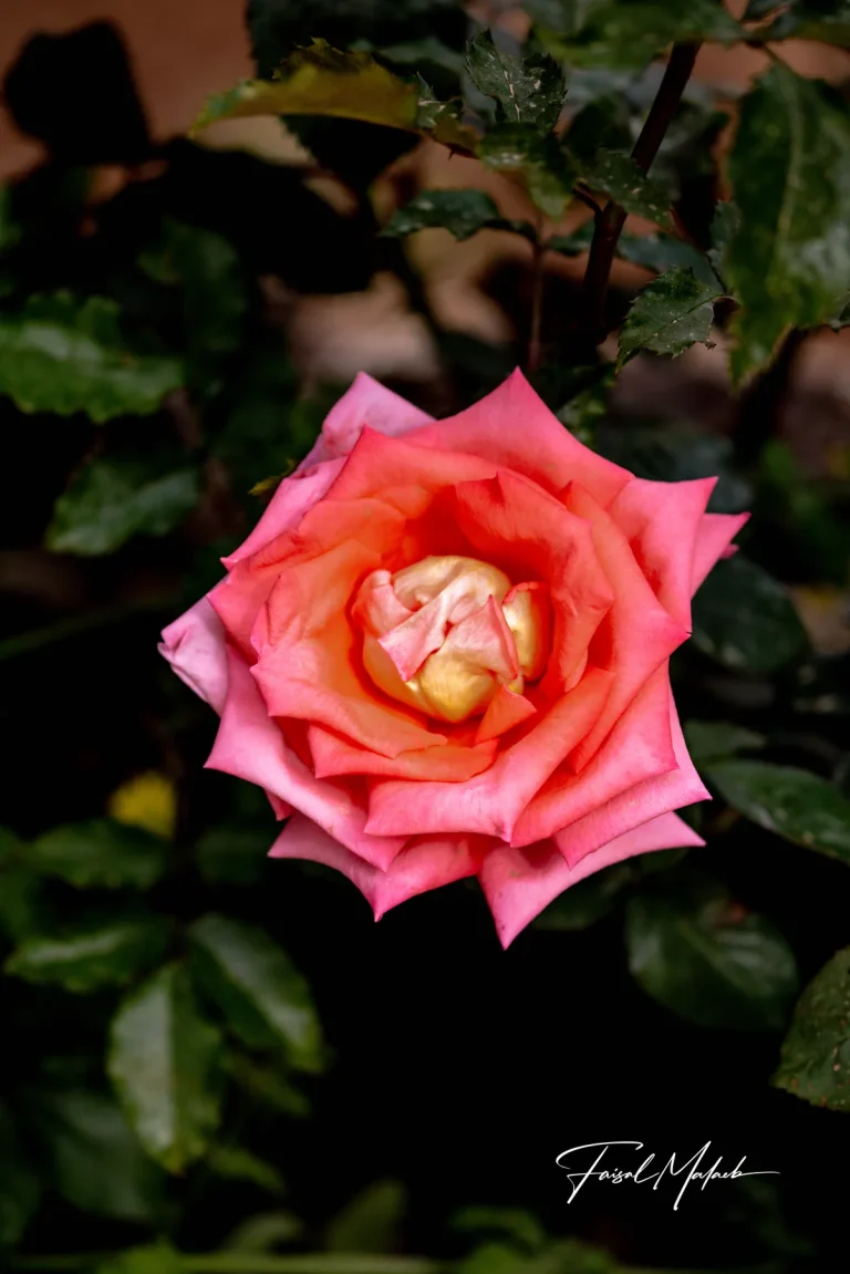 Coral rose in deep shadow photographed by Faisal Malaeb.