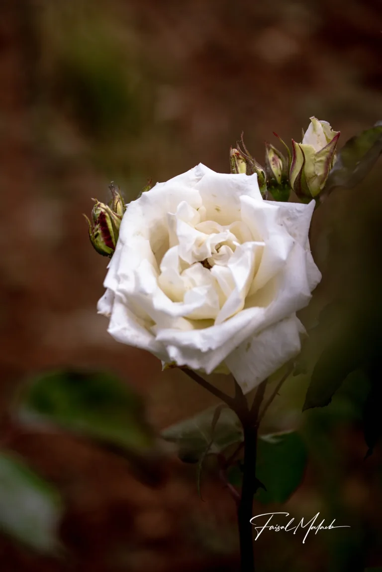 White rose against warm earth photographed by Faisal Malaeb.