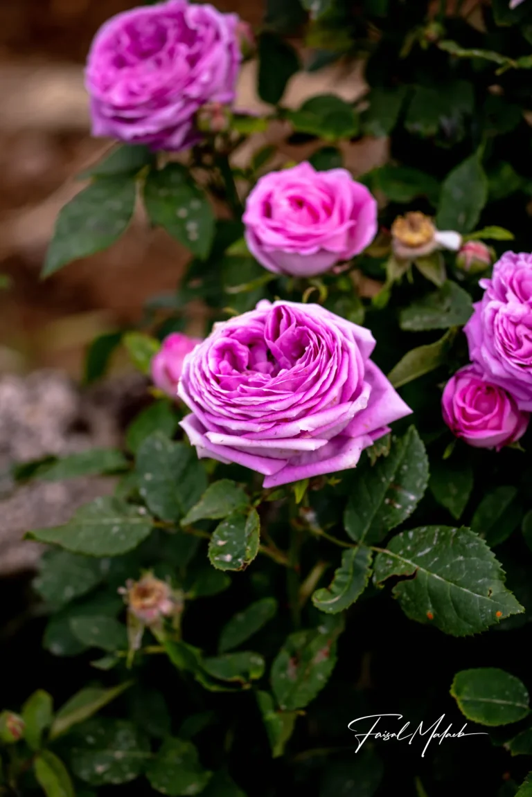 Purple roses in a garden corner photographed by Faisal Malaeb.