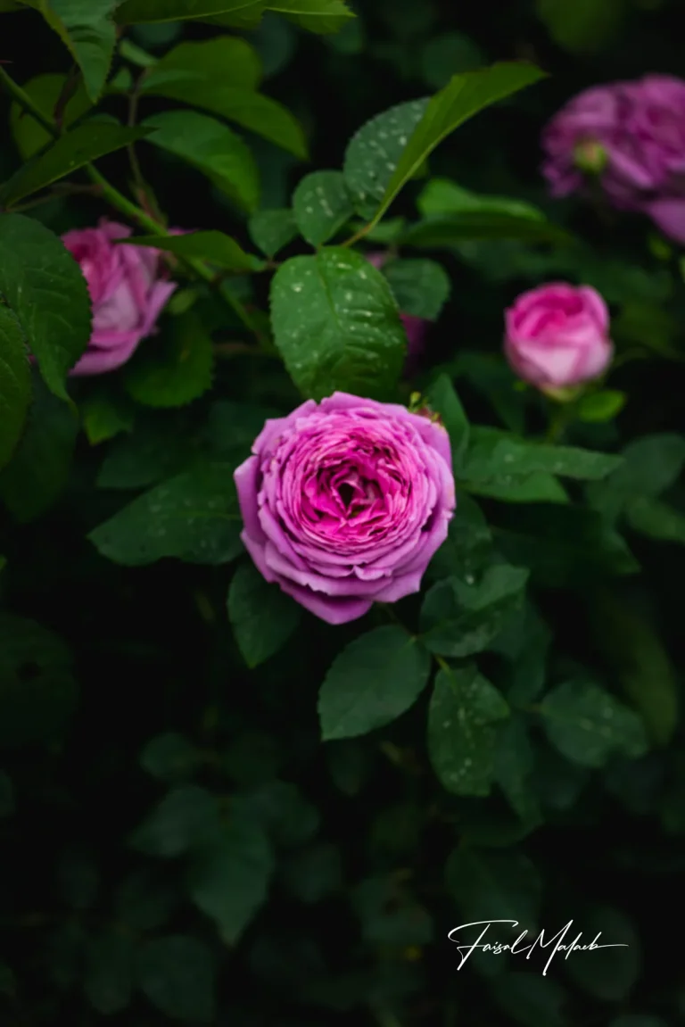 Purple rose surrounded by green leaves photographed by Faisal Malaeb.