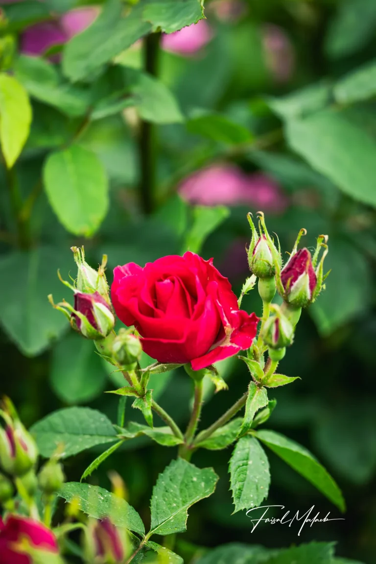 Red rosebud with fresh leaves photographed by Faisal Malaeb.