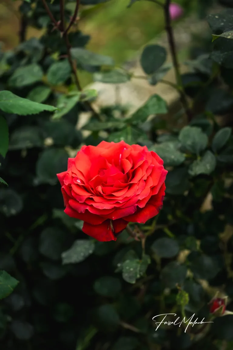 Red rose in dark garden light photographed by Faisal Malaeb.