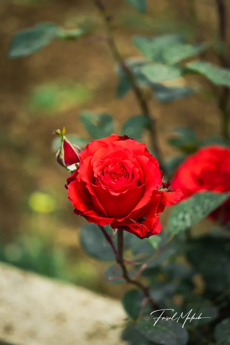 Red roses with soft background photographed by Faisal Malaeb.