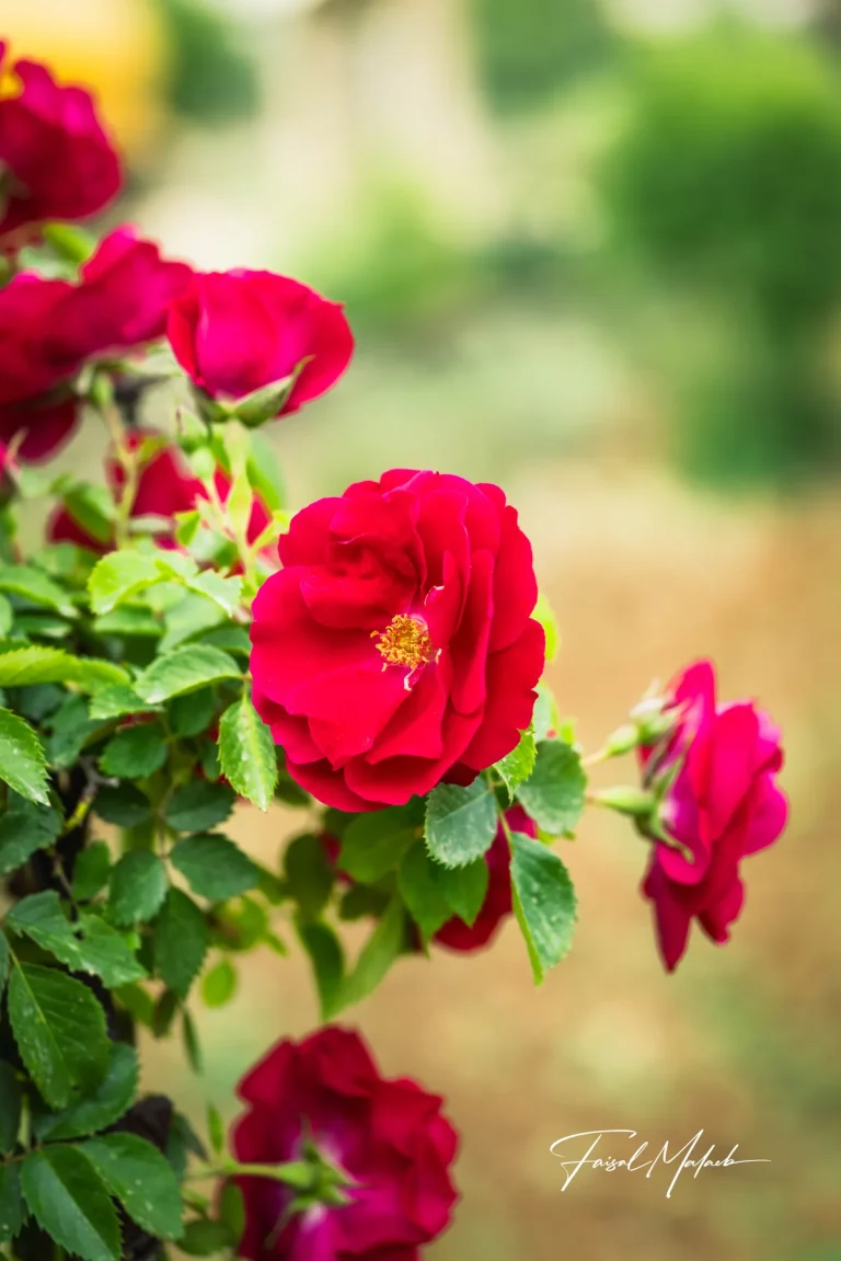 Red and magenta rose cluster photographed by Faisal Malaeb.