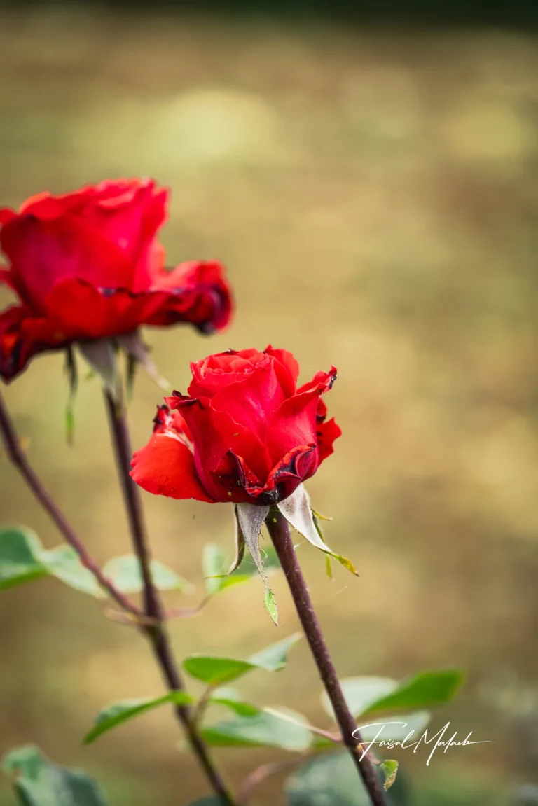Two red roses in warm light photographed by Faisal Malaeb.