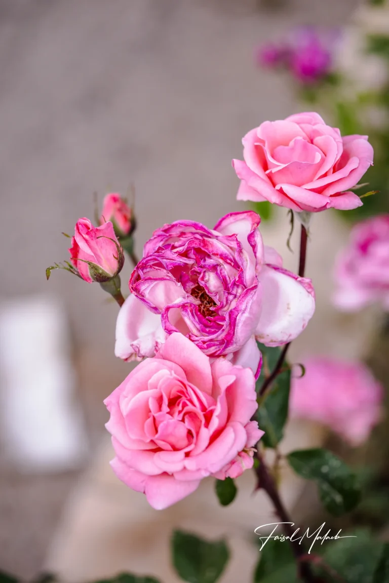 Pink rose spray on a pale wall photographed by Faisal Malaeb.