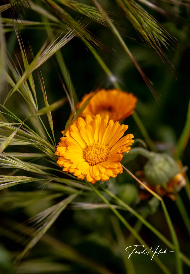 Orange wildflower in dry grass photographed by Faisal Malaeb.