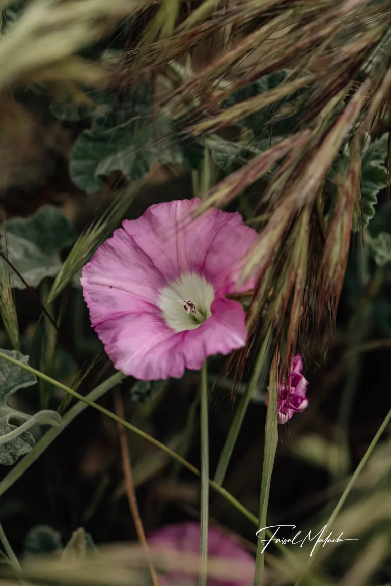 Pink wildflower in dry stems photographed by Faisal Malaeb.