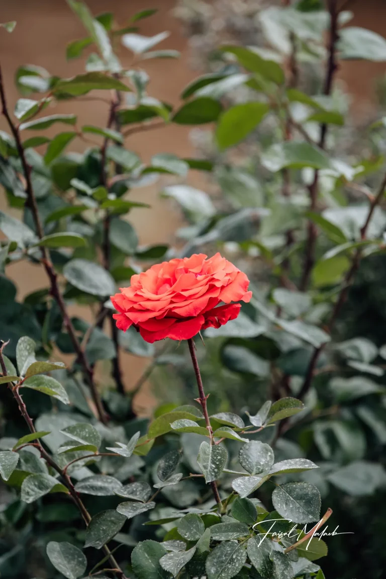 Red rose rising from green leaves photographed by Faisal Malaeb.