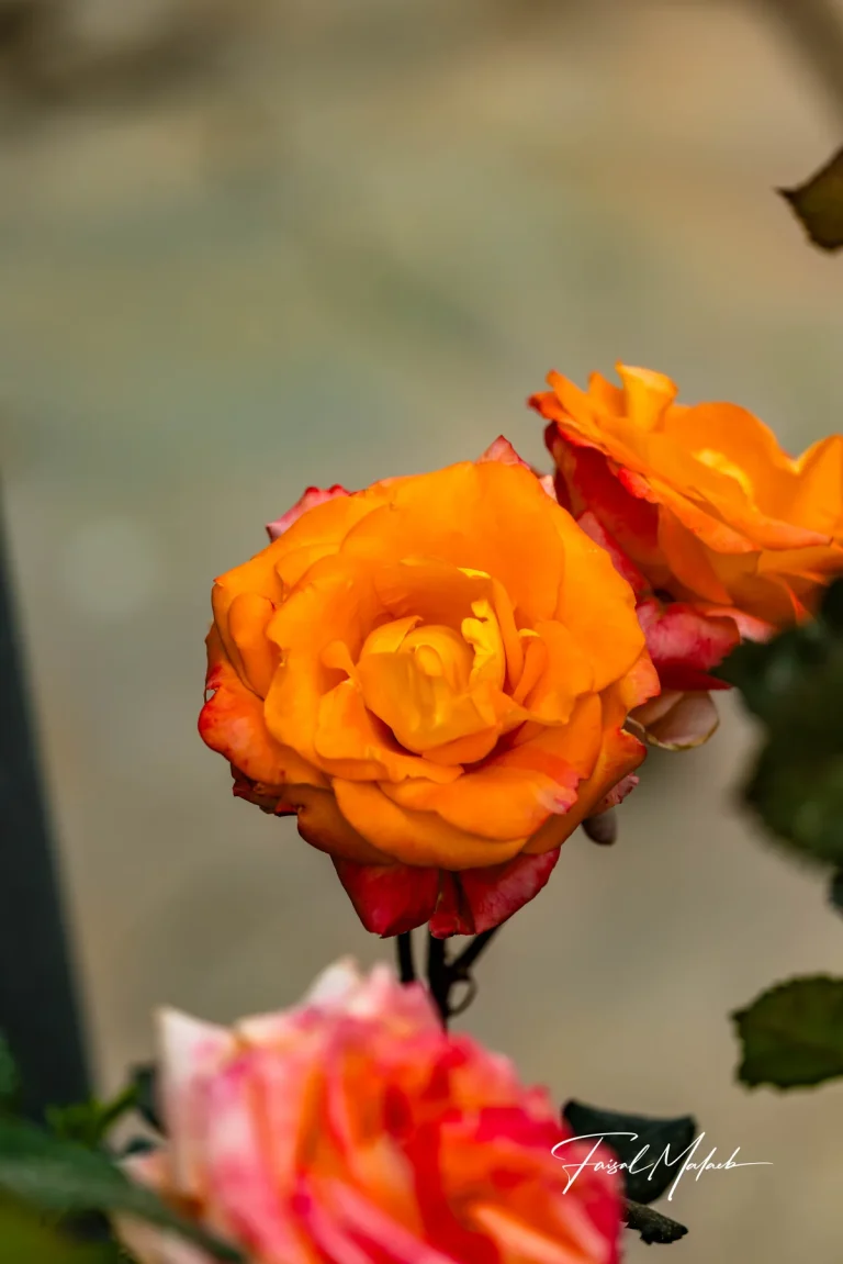Orange rose with soft petals photographed by Faisal Malaeb.