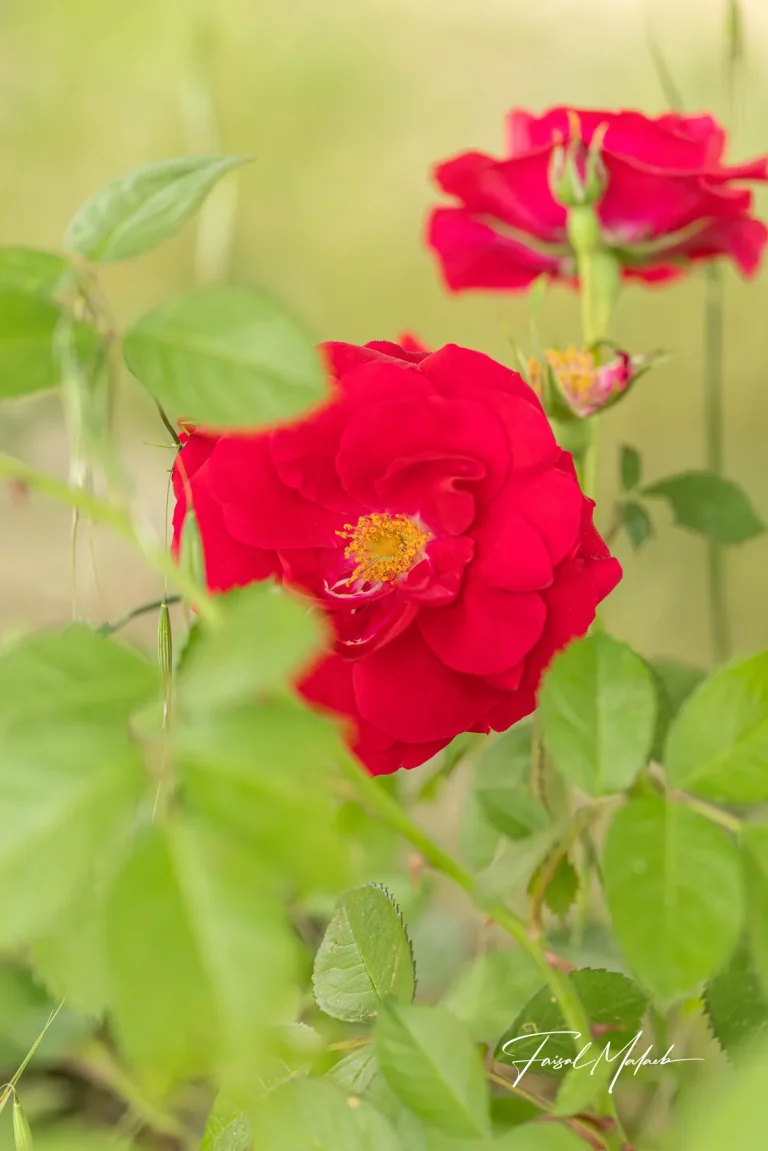 Red wild rose in fresh greenery photographed by Faisal Malaeb.