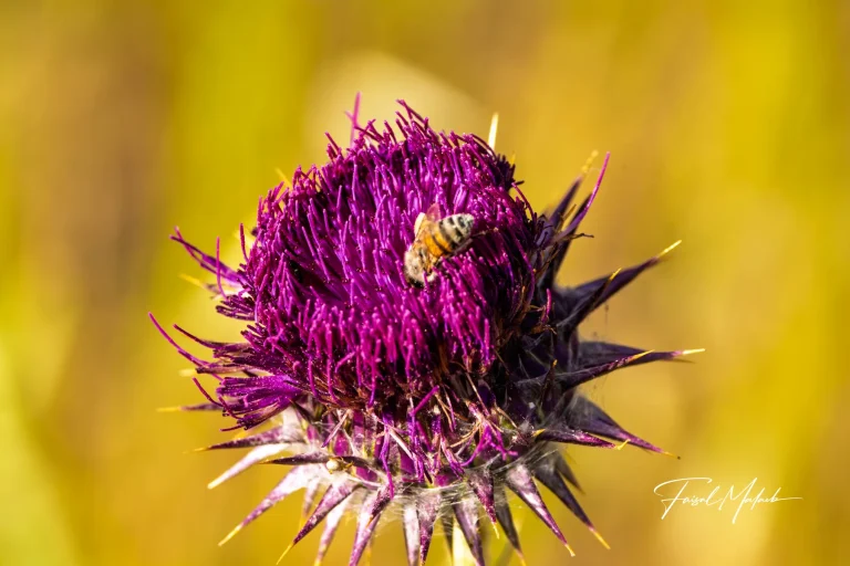 Bee on purple thistle flower photographed by Faisal Malaeb.
