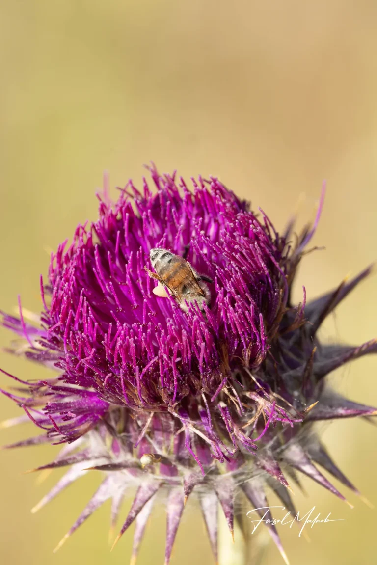 Close thistle portrait with bee photographed by Faisal Malaeb.