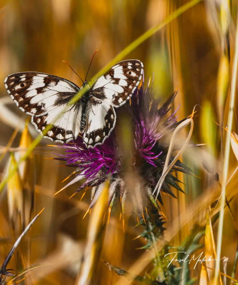 Butterfly on dry summer thistle photographed by Faisal Malaeb.