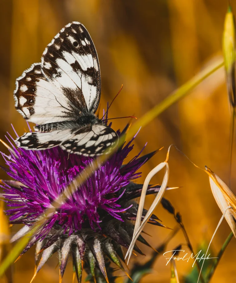 Butterfly resting on purple thistle photographed by Faisal Malaeb.