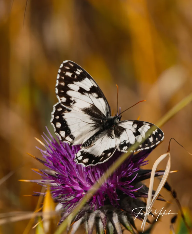 Butterfly wings in golden grass photographed by Faisal Malaeb.