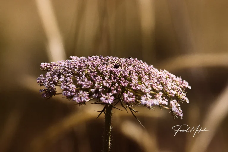 Umbel wildflower in warm grass photographed by Faisal Malaeb.