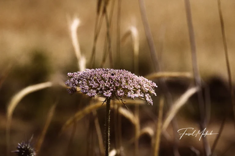 Dried wildflower in soft light photographed by Faisal Malaeb.