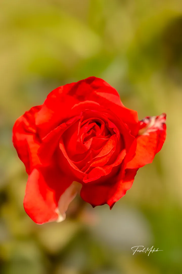 Red rose in soft garden light photographed by Faisal Malaeb.
