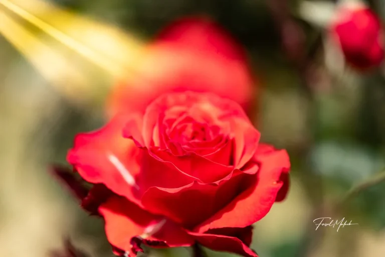 Red rose with warm bokeh photographed by Faisal Malaeb.
