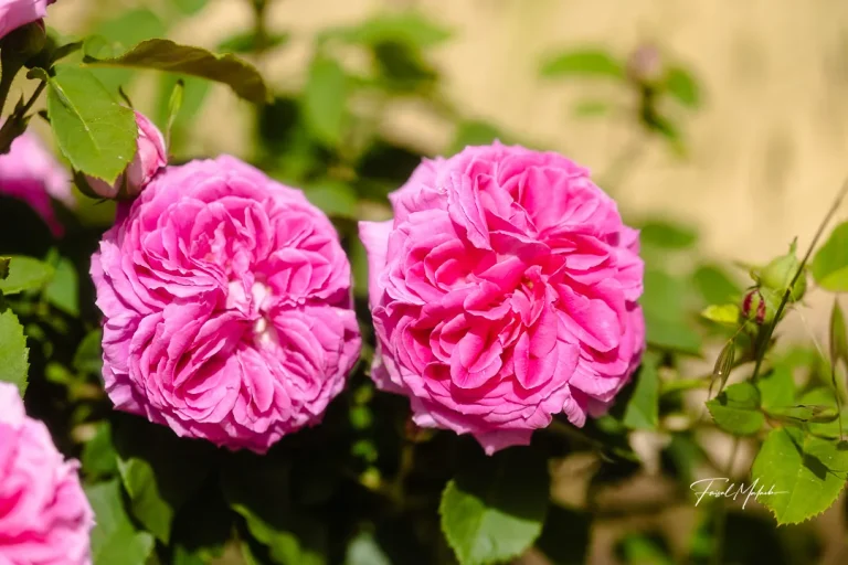 Pink garden roses in sunlight photographed by Faisal Malaeb.
