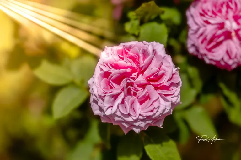 Pink rose bloom in green leaves photographed by Faisal Malaeb.