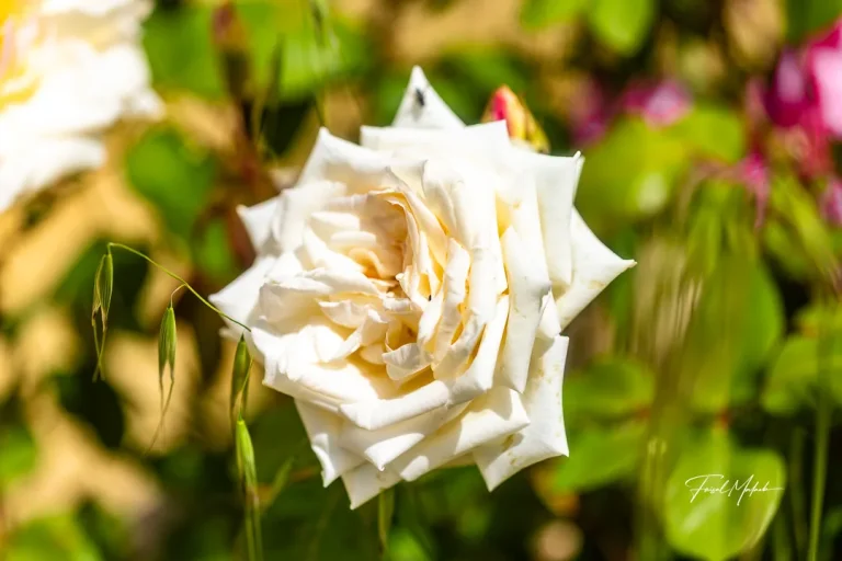 White rose in spring sunlight photographed by Faisal Malaeb.
