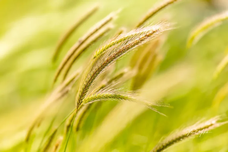 Foxtail grass in soft golden light photographed by Faisal Malaeb.