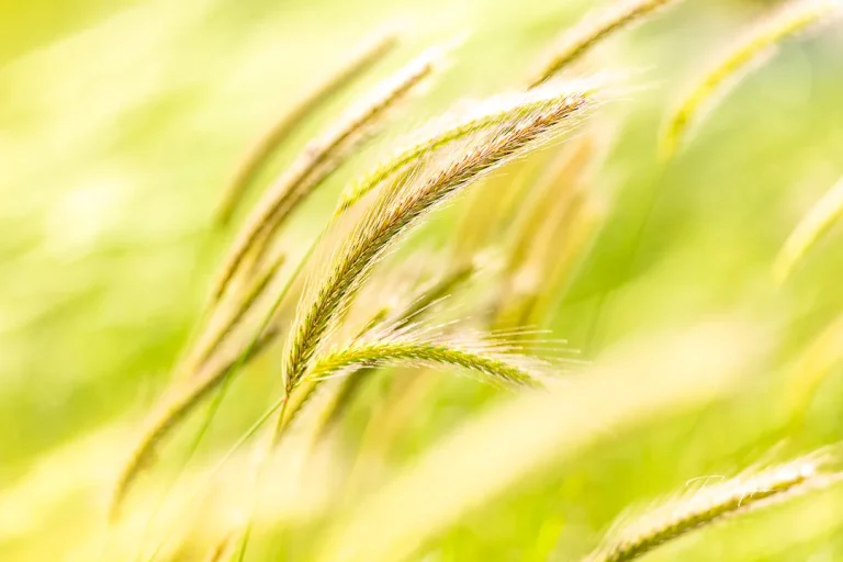 Green foxtail grass close-up photographed by Faisal Malaeb.