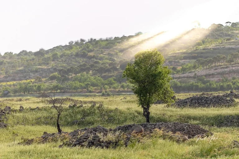 Single tree on a terraced hillside photographed by Faisal Malaeb.