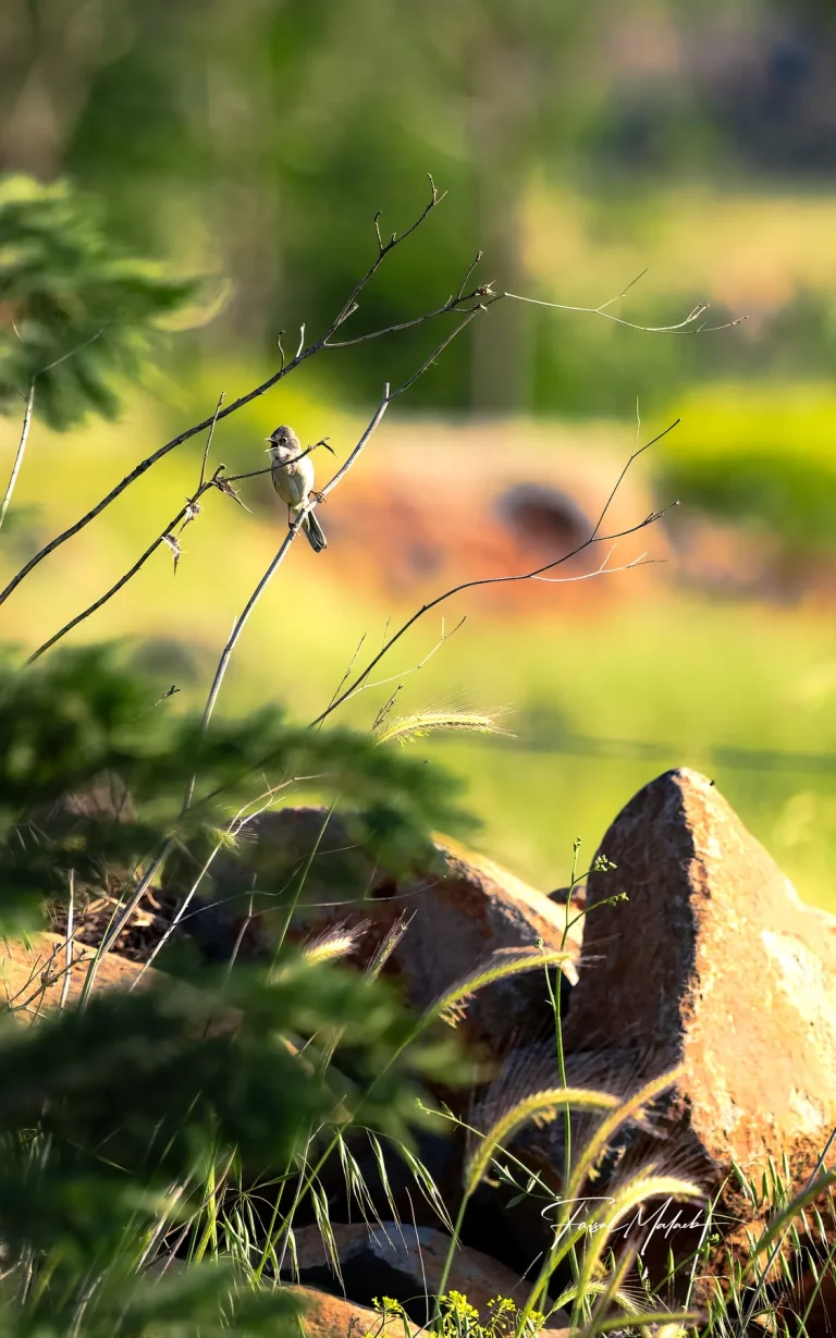 Animal hidden in green brush photographed by Faisal Malaeb.
