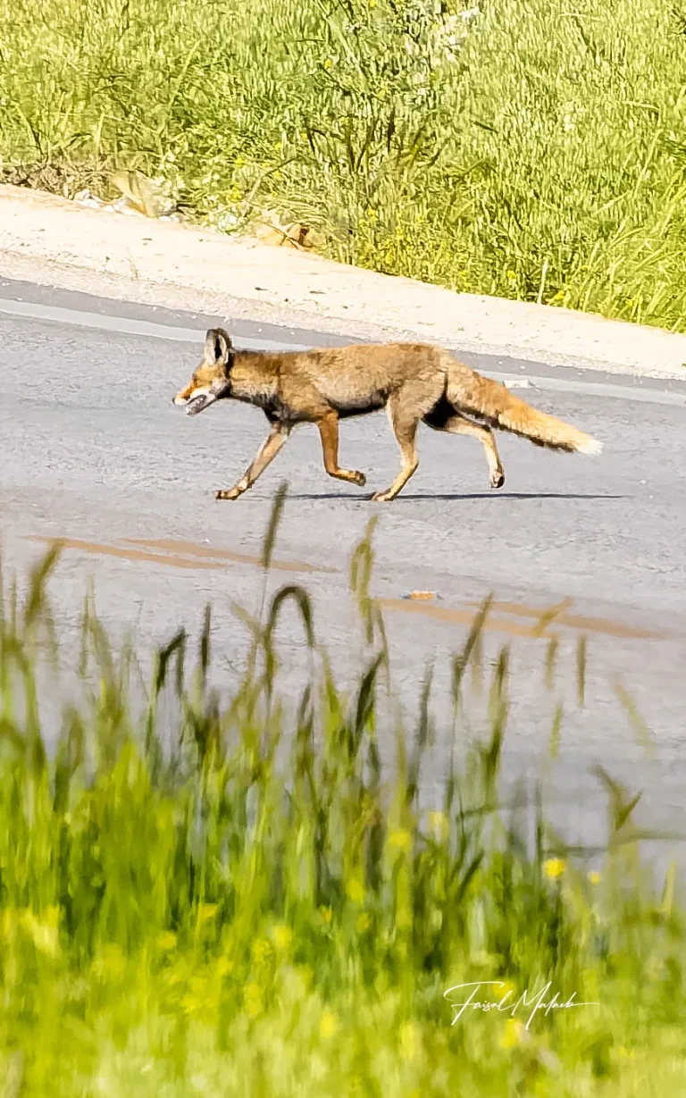 Fox-like animal crossing a rural road photographed by Faisal Malaeb.