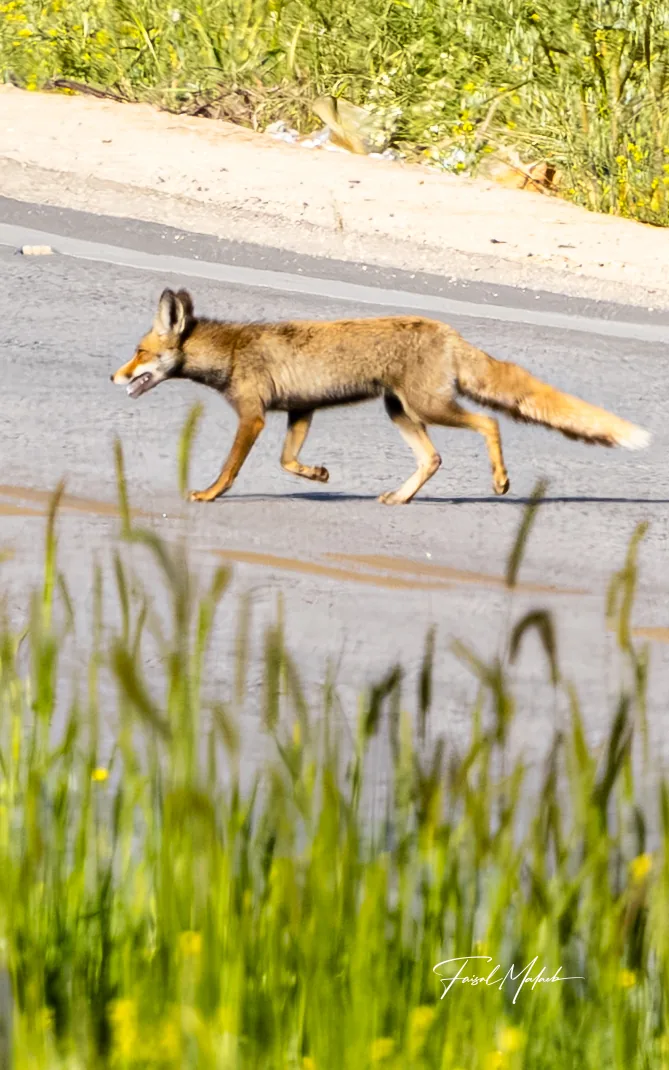 Roadside wildlife in motion photographed by Faisal Malaeb.
