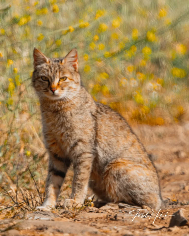 Tabby cat in a flowered field photographed by Faisal Malaeb.