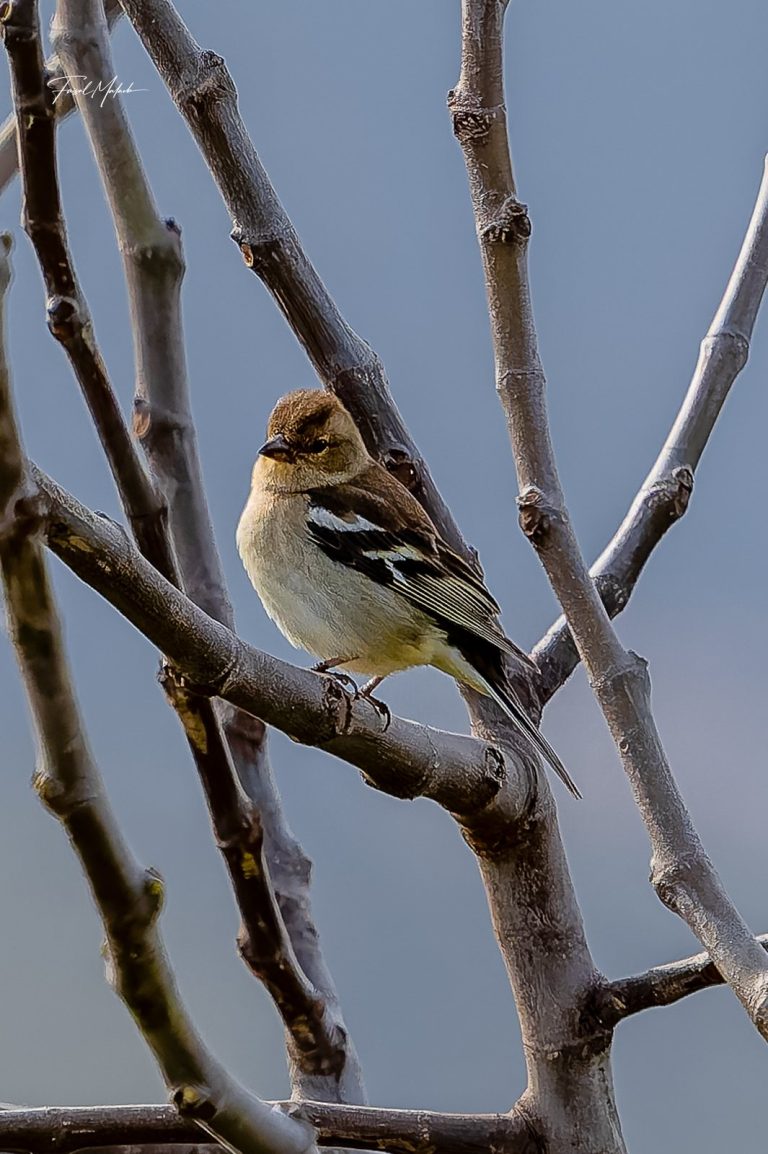 Small wild bird perched on bare branches in Dahr El Ahmar, West Bekaa - طائر بري صغير على أغصان عارية في ضهر الأحمر، البقاع الغربي