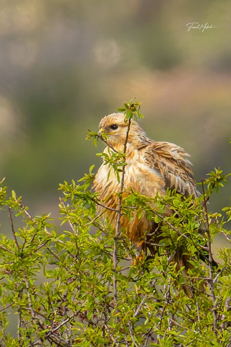 Raptor resting above green shrubs in Dahr El Ahmar, West Bekaa - طائر جارح يستقر فوق شجيرات خضراء في ضهر الأحمر، البقاع الغربي