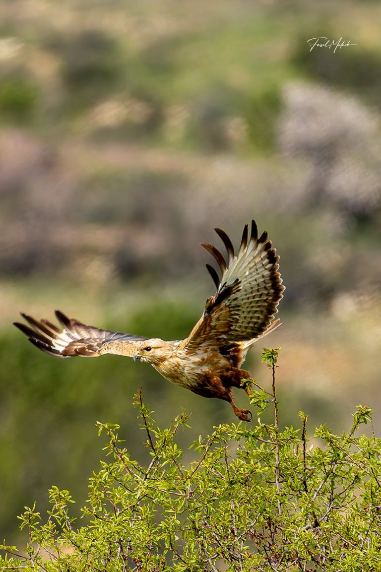 Raptor taking flight above shrubs in Dahr El Ahmar, West Bekaa - طائر جارح يحلق فوق الشجيرات في ضهر الأحمر، البقاع الغربي