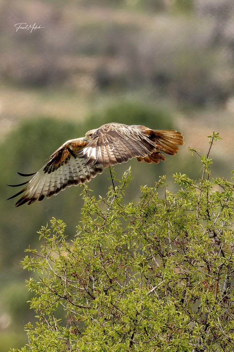 Raptor flying low over shrubs on a West Bekaa hillside - طائر جارح يحلق على علو منخفض فوق شجيرات في البقاع الغربي