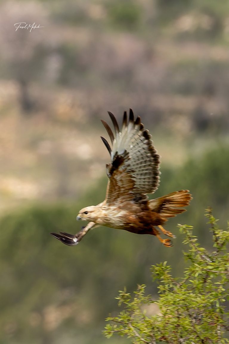 Raptor wing detail above hillside shrubs in West Bekaa - تفاصيل جناح طائر جارح فوق شجيرات التلال في البقاع الغربي