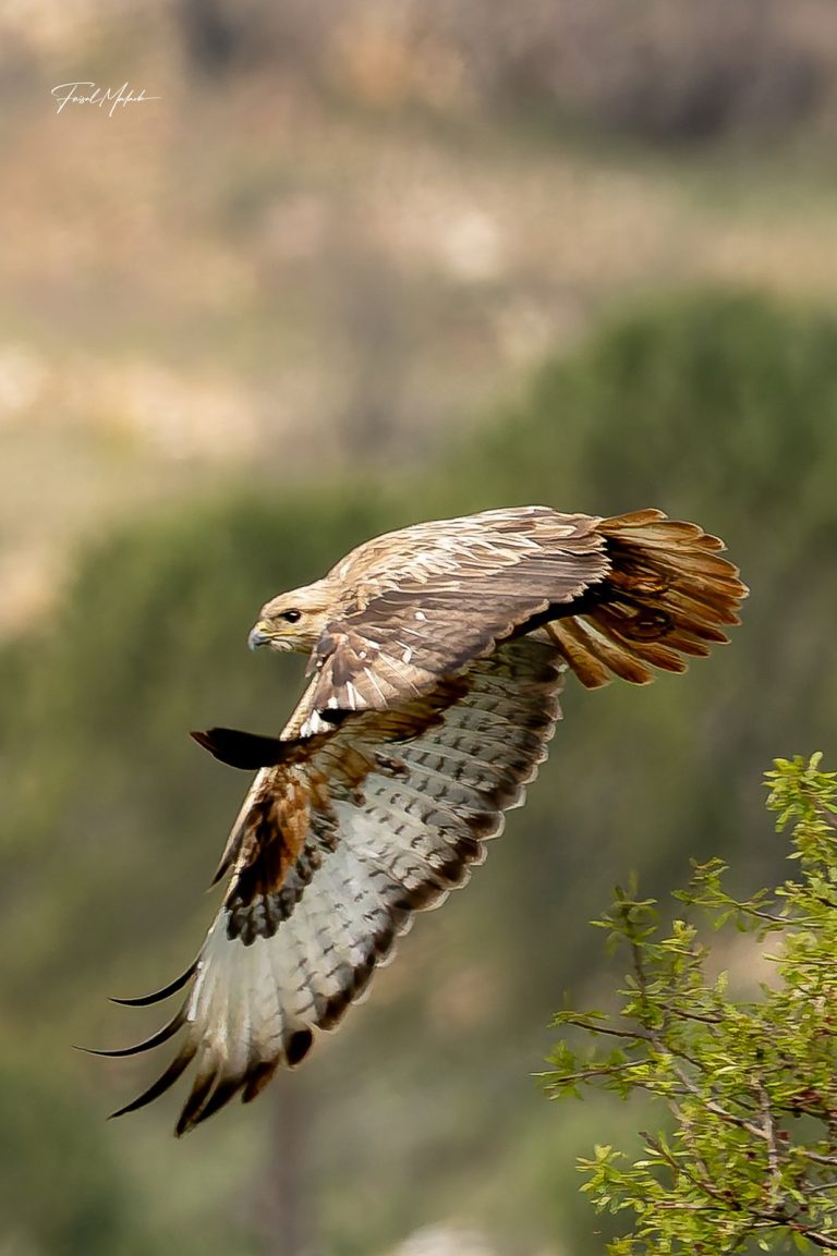Raptor gliding across the natural landscape of Dahr El Ahmar, West Bekaa - طائر جارح ينزلق في الهواء فوق طبيعة ضهر الأحمر، البقاع الغربي